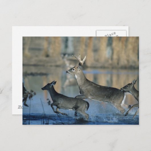Carte Postale Troupeau de cerfs blancs courant à travers l'eau (Devant / Derrière)