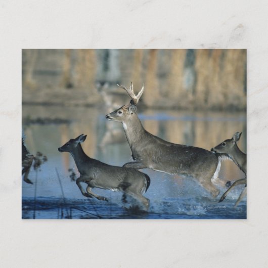 Carte Postale Troupeau de cerfs blancs courant à travers l'eau (Devant)