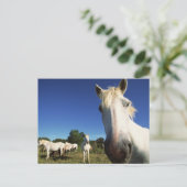 Carte Postale Troupeau de Chevaux blancs (Debout devant)