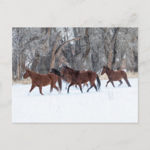 Carte Postale Troupeau de chevaux courant dans la neige de l'hiv