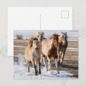 Carte Postale Troupeau de chevaux de races mixtes courant dans l (Devant / Derrière)