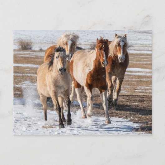 Carte Postale Troupeau de chevaux de races mixtes courant dans l (Devant)