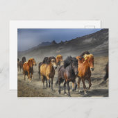 Carte Postale Troupeau de Chevaux noirs et Brown (Devant / Derrière)