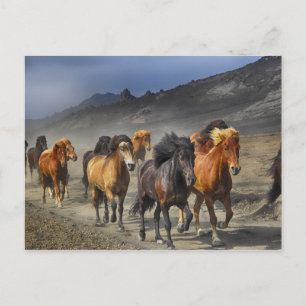 Carte Postale Troupeau de chevaux noirs et bruns
