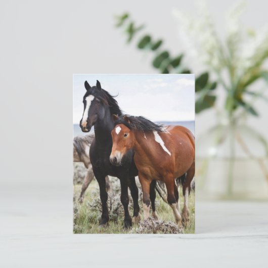 Carte Postale Troupeau de Chevaux sauvages (Debout devant)