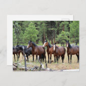 Carte Postale Troupeau de chevaux sauvages (Devant / Derrière)