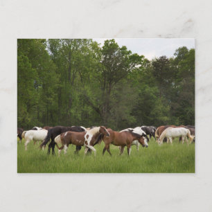 Carte Postale Troupeau de chevaux, Tennessee