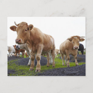 Carte Postale Troupeau de jeunes vaches blanches dans le champ é
