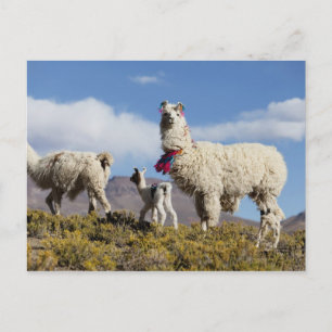 Carte Postale Troupeau de lamas décorés dans la Puna, montagnes
