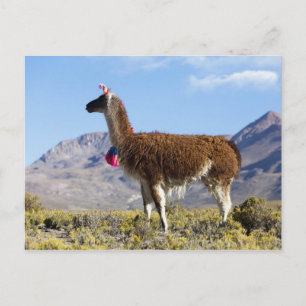 Carte Postale Troupeau de lamas décorés dans la Puna, montagnes