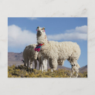 Carte Postale Troupeau de lamas décorés dans la Puna, montagnes