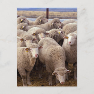 Carte Postale Troupeau de moutons