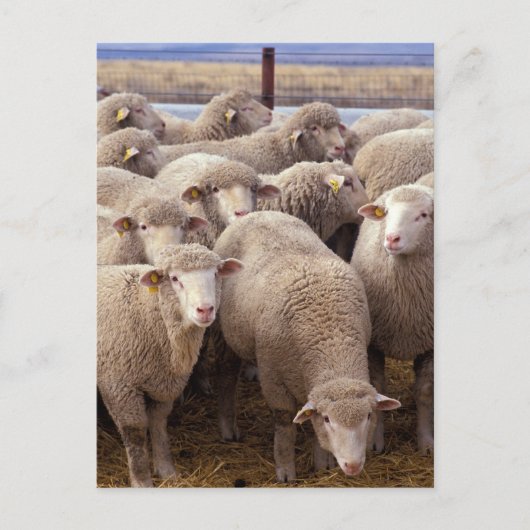 Carte Postale Troupeau de moutons (Devant)