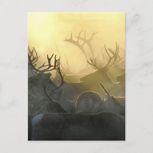 Carte Postale Troupeau de rennes (Devant)