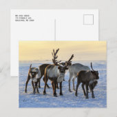 Carte Postale Troupeau de rennes dans la neige (Devant / Derrière)