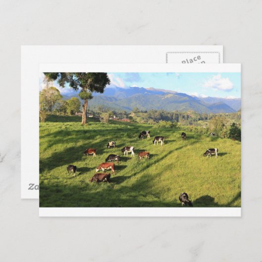 Carte Postale Troupeau de vache laitière friésienne Holstien pât (Devant / Derrière)