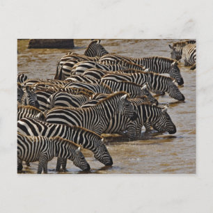 Carte Postale Troupeau de zèbres de Burchell buvant dans le Mara