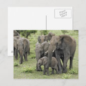 Carte Postale Troupeau d'éléphants d'Afrique (Devant / Derrière)