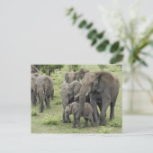 Carte Postale Troupeau d'éléphants d'Afrique (Debout devant)