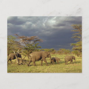 Carte Postale troupeau d'éléphants d'Afrique, Loxodonta africana