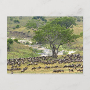 Carte Postale Troupeau massif de gnous pendant la migration,