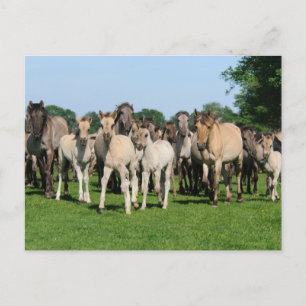 Carte Postale Troupeau sauvage de Duelmen Ponies avec poulains.