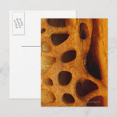 Carte Postale Trous en pierre (Devant / Derrière)