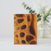 Carte Postale Trous en pierre (Debout devant)