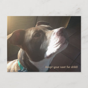 Carte Postale Trousses d'adoption