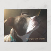 Carte Postale Trousses d'adoption (Devant)