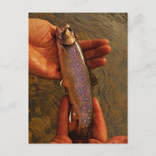 Carte Postale Trout à Hands (Devant)