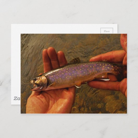 Carte Postale Trout à Hands (Devant / Derrière)