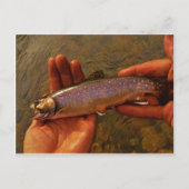 Carte Postale Trout à Hands (Devant)