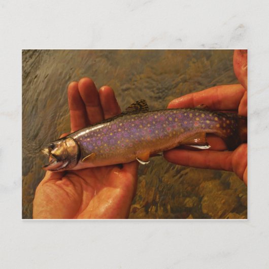 Carte Postale Trout à Hands (Devant)