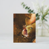 Carte Postale Trout and Fly (Debout devant)