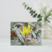 Carte Postale Trout Lily Fleur sauvage - Erythronium americanum (Debout devant)