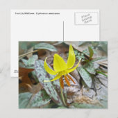 Carte Postale Trout Lily Fleur sauvage - Erythronium americanum (Devant / Derrière)