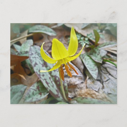 Carte Postale Trout Lily Fleur sauvage - Erythronium americanum (Devant)