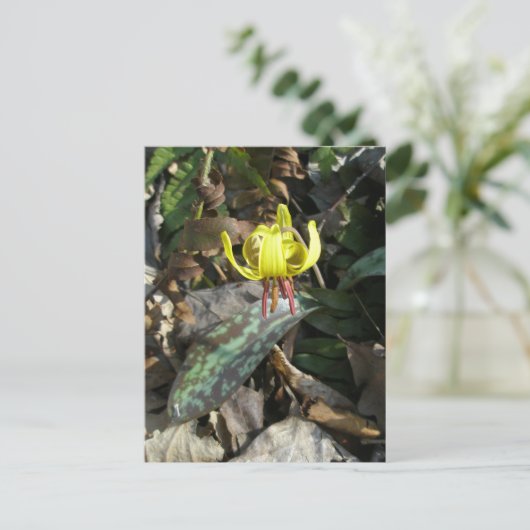 Carte Postale Trout Lily Fleur sauvage - Erythronium americanum (Debout devant)
