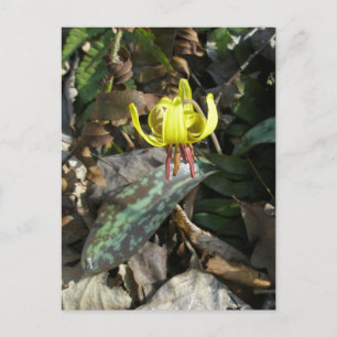 Carte Postale Trout Lily Fleur sauvage - Erythronium americanum