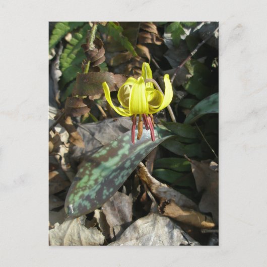 Carte Postale Trout Lily Fleur sauvage - Erythronium americanum (Devant)