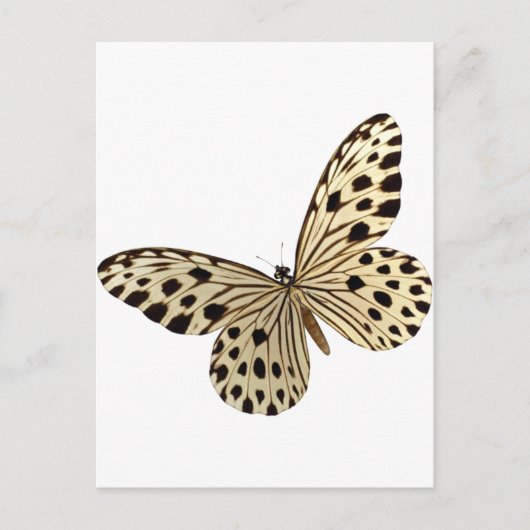Carte Postale Trucs de Kids Papillon (Devant)