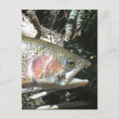 Carte Postale Truite arc-en-ciel (Devant)