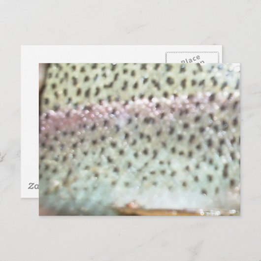 Carte Postale Truite arc-en-ciel (Devant / Derrière)