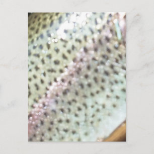 Carte Postale Truite arc-en-ciel