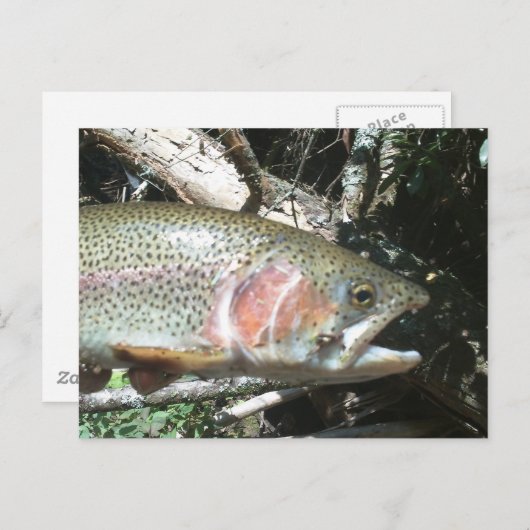 Carte Postale Truite arc-en-ciel (Devant / Derrière)