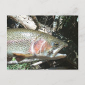 Carte Postale Truite arc-en-ciel (Devant)