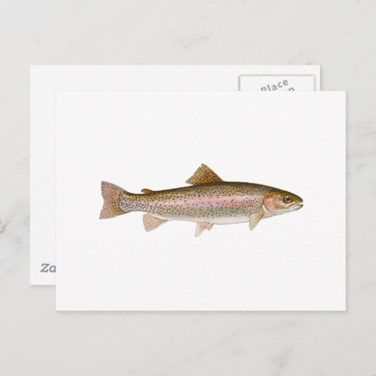 Carte Postale Truite arc-en-ciel d'eau douce (Devant / Derrière)