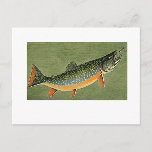 Carte Postale truite brook Art par Louis Agassiz Fuertes (Devant)