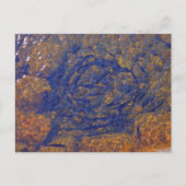 Carte Postale Truite dans une balle serrée dans un étang, Charle (Devant)